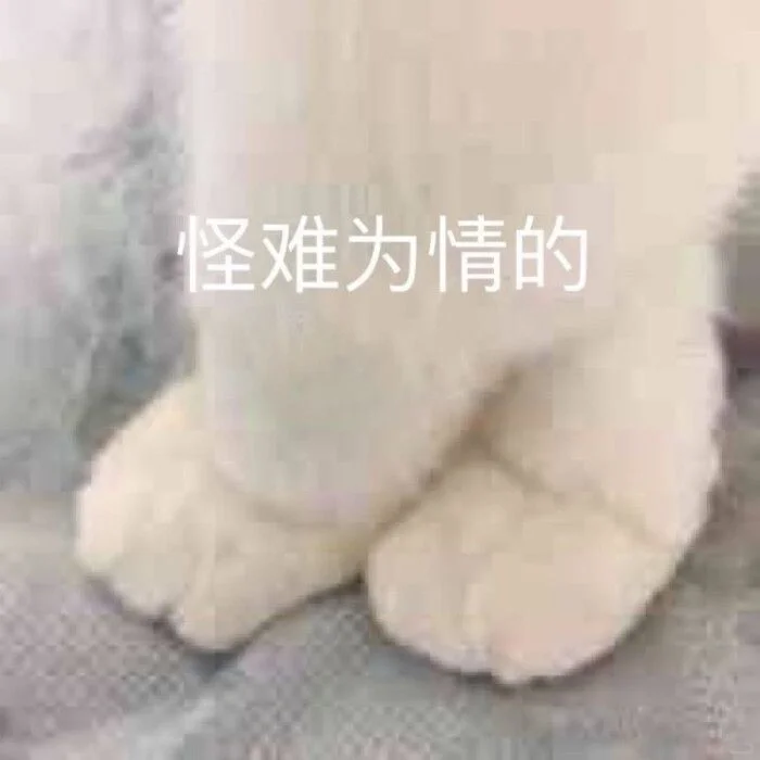 猫猫头表情包第二期