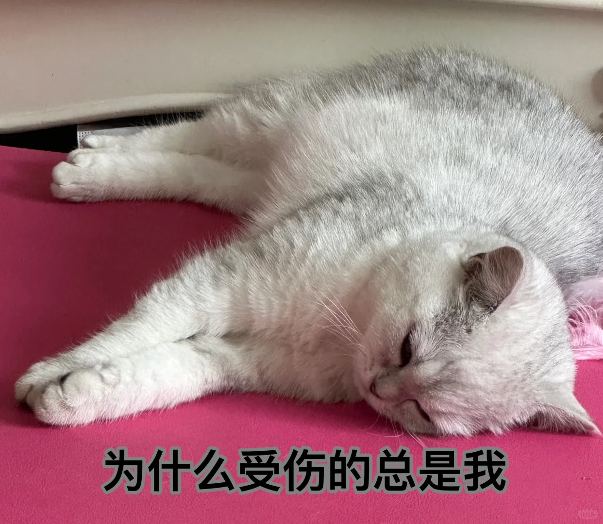 来组猫猫表情包