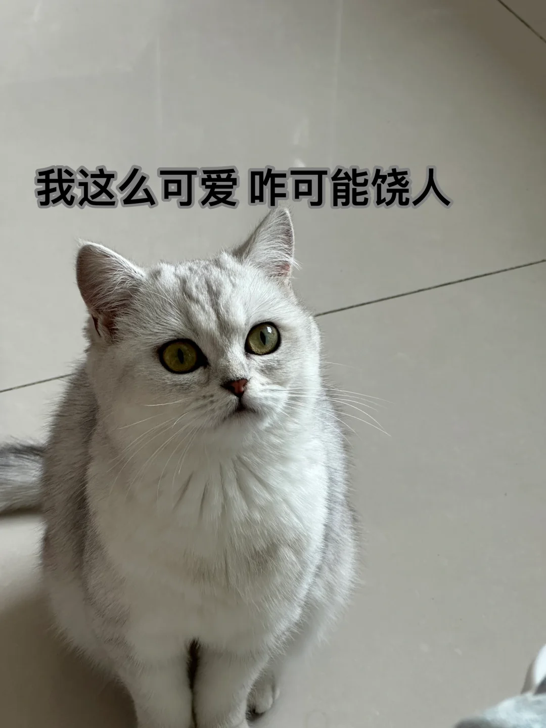 来组猫猫表情包