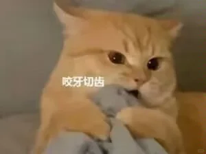 猫猫头表情包第二期