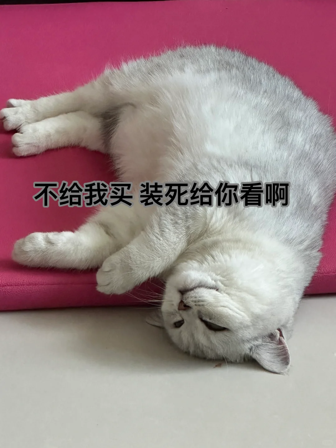 来组猫猫表情包