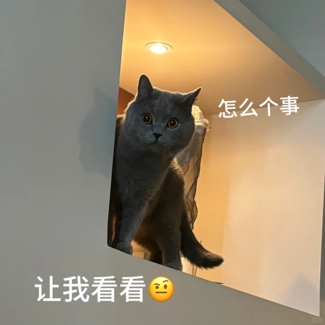 小猫表情包！！！