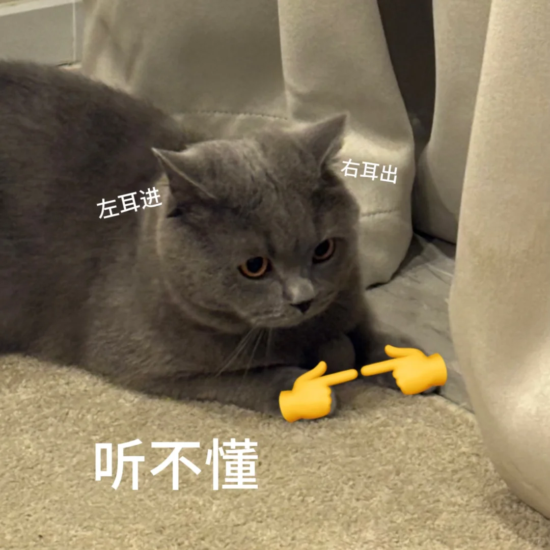 小猫表情包！！！