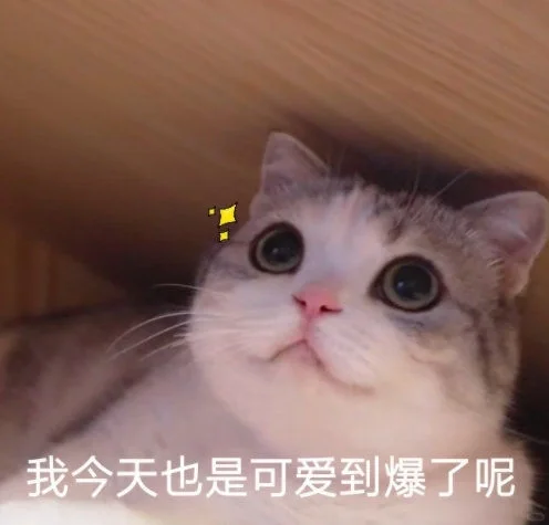 猫猫表情包～