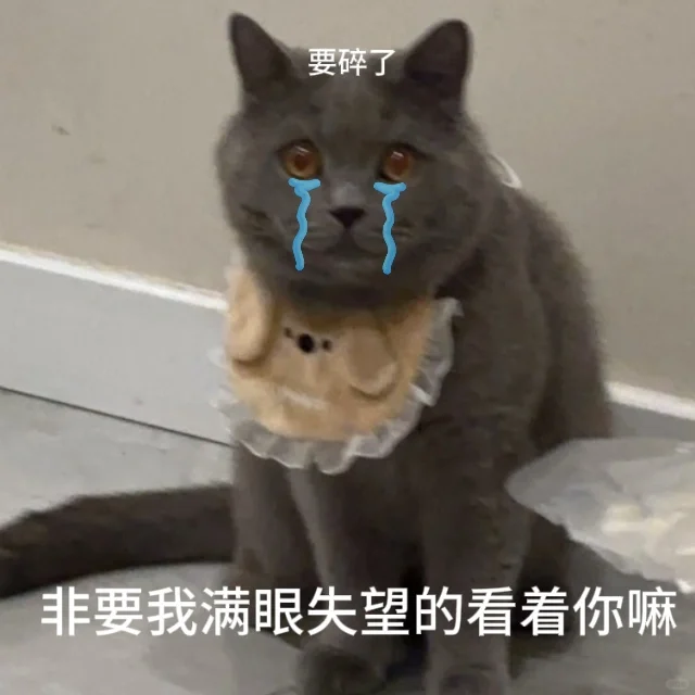 小猫表情包！！！