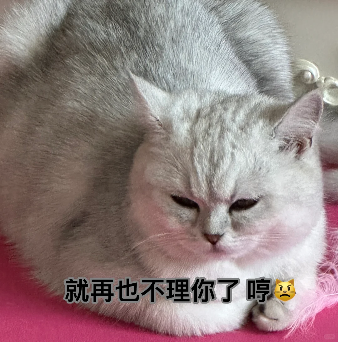 来组猫猫表情包