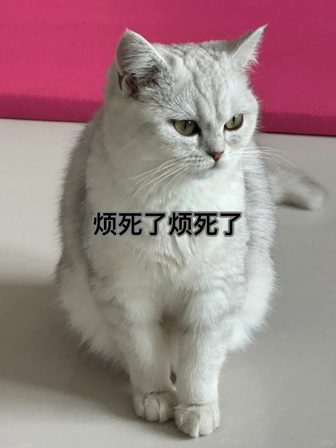 来组猫猫表情包