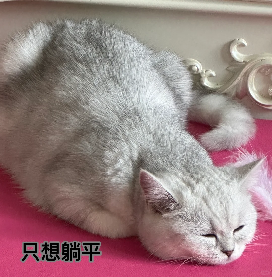 来组猫猫表情包