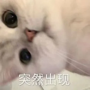 猫猫表情包～