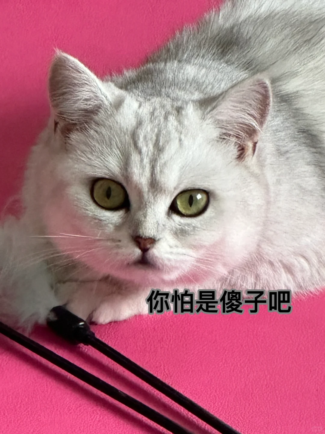 来组猫猫表情包