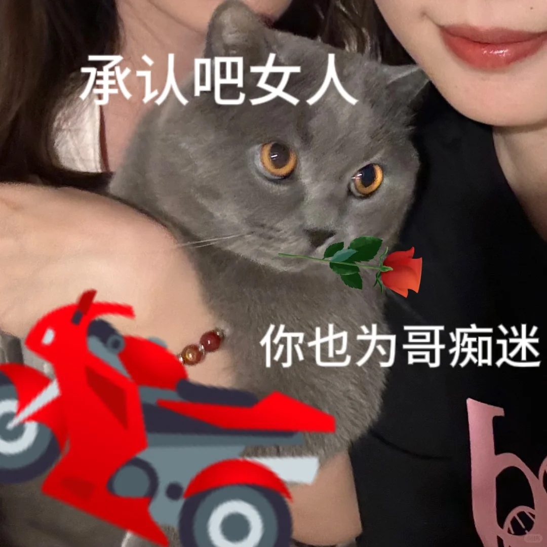 小猫表情包！！！