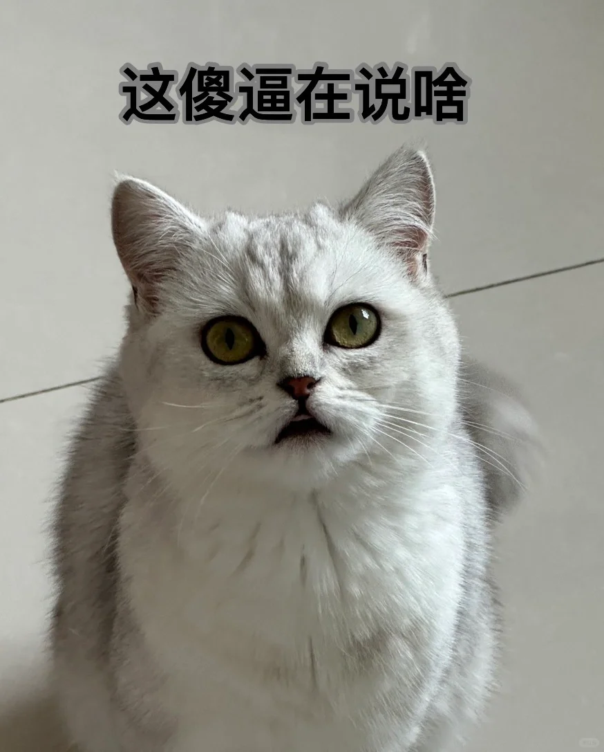 来组猫猫表情包