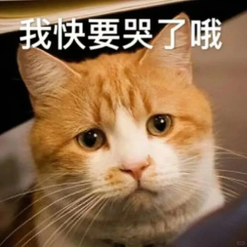 猫猫头表情包第二期