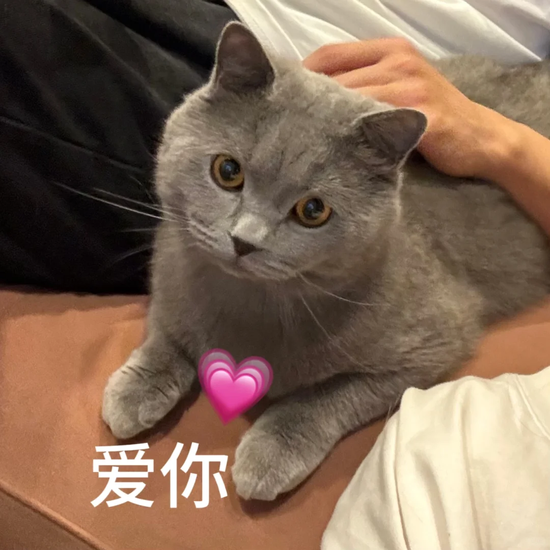 小猫表情包！！！