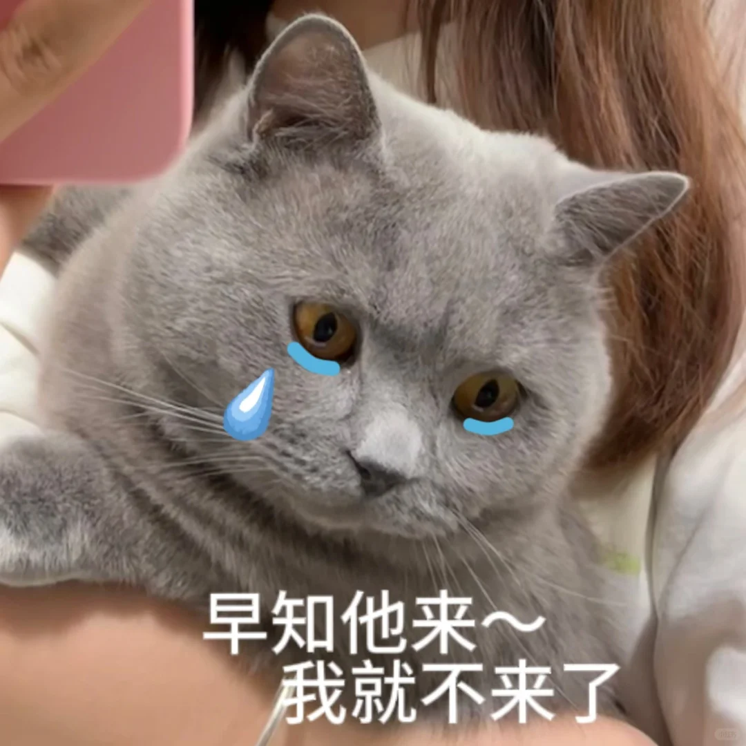 小猫表情包！！！