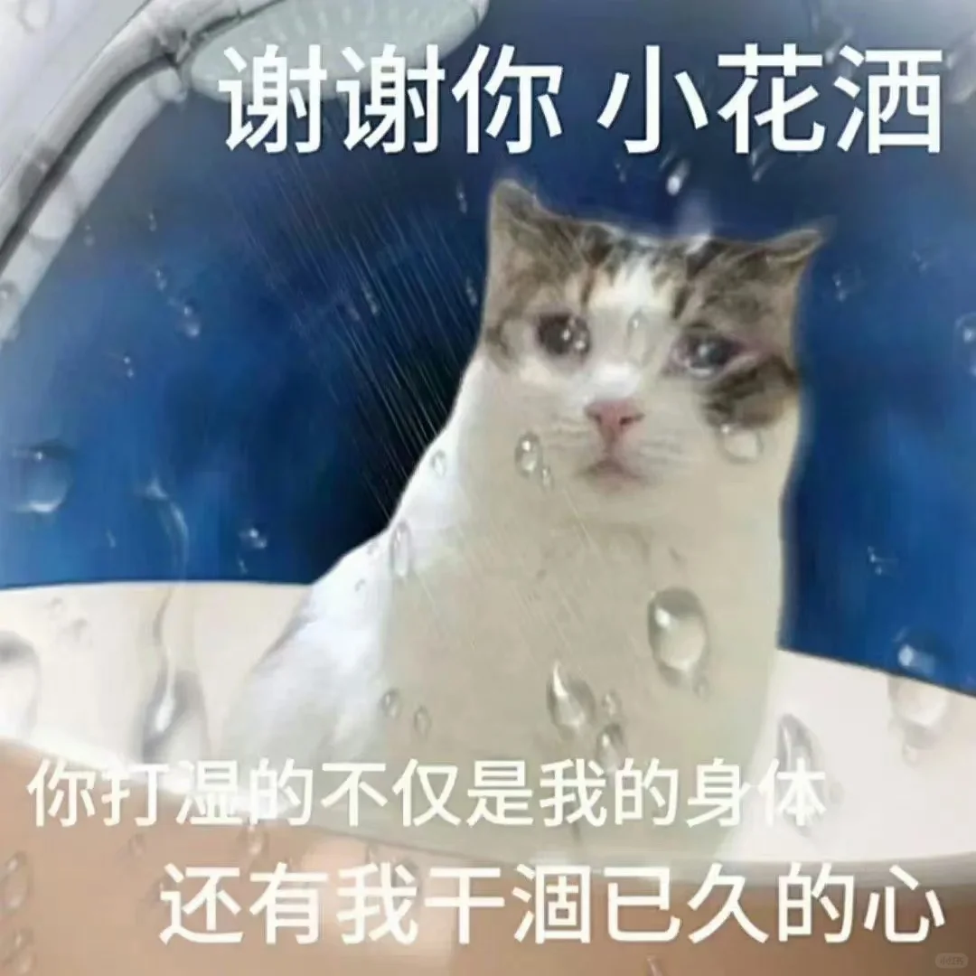 猫咪表情包