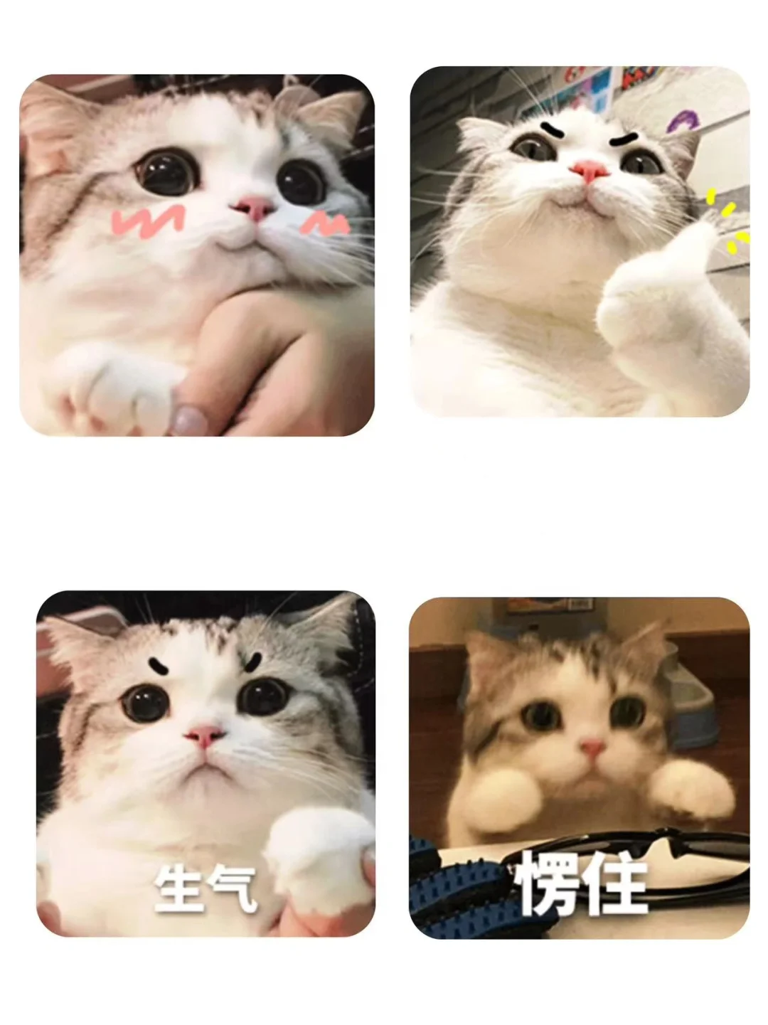 胖猫表情包