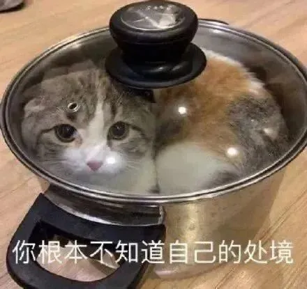 可爱猫咪表情包