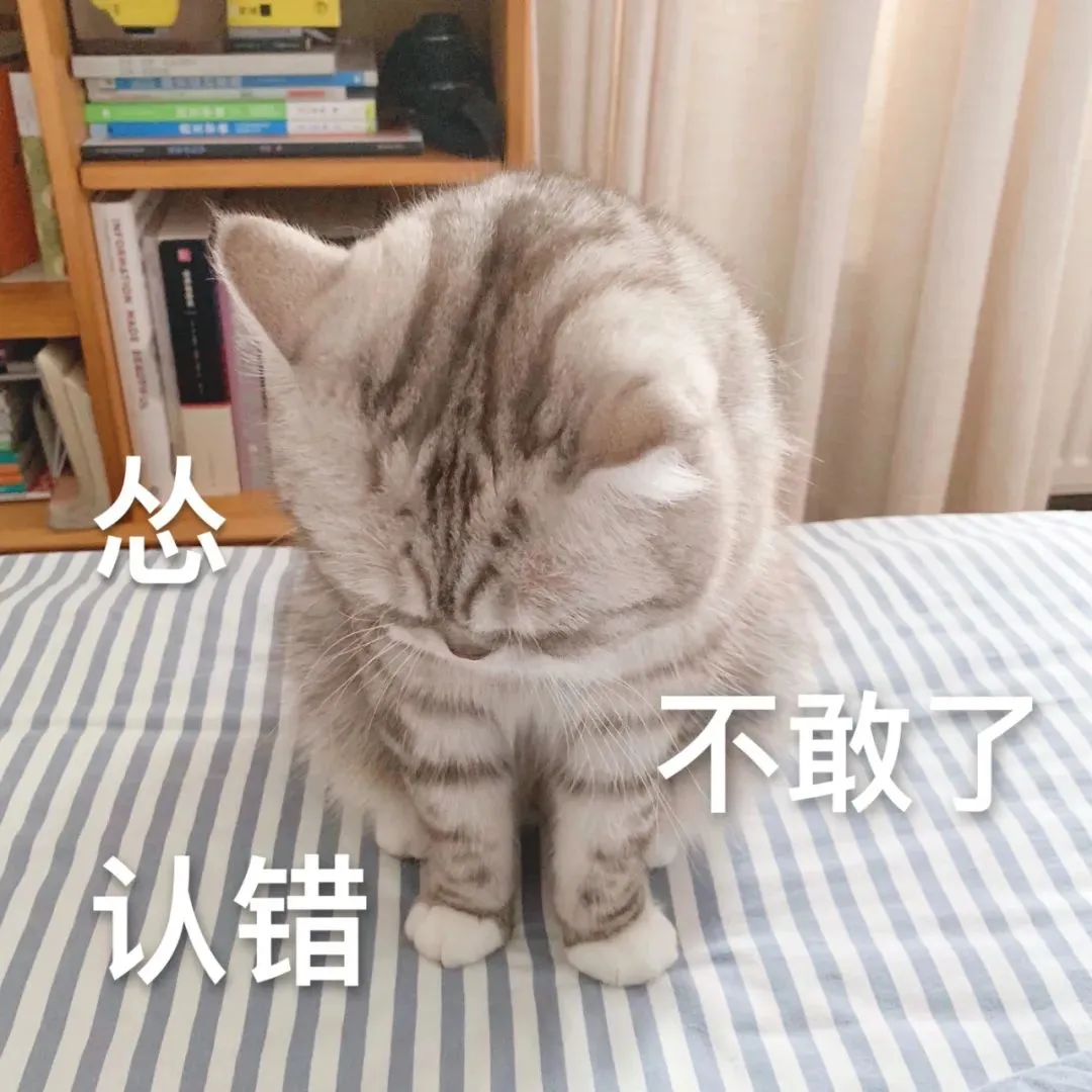 猫咪表情包敲可爱