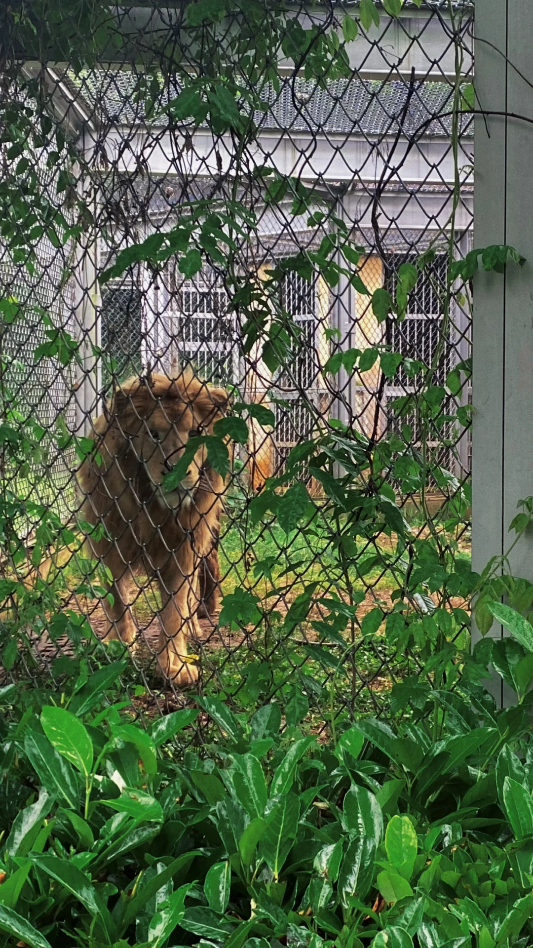 黑天鹅白天鹅孔雀狮子小熊猫…像一张壁纸