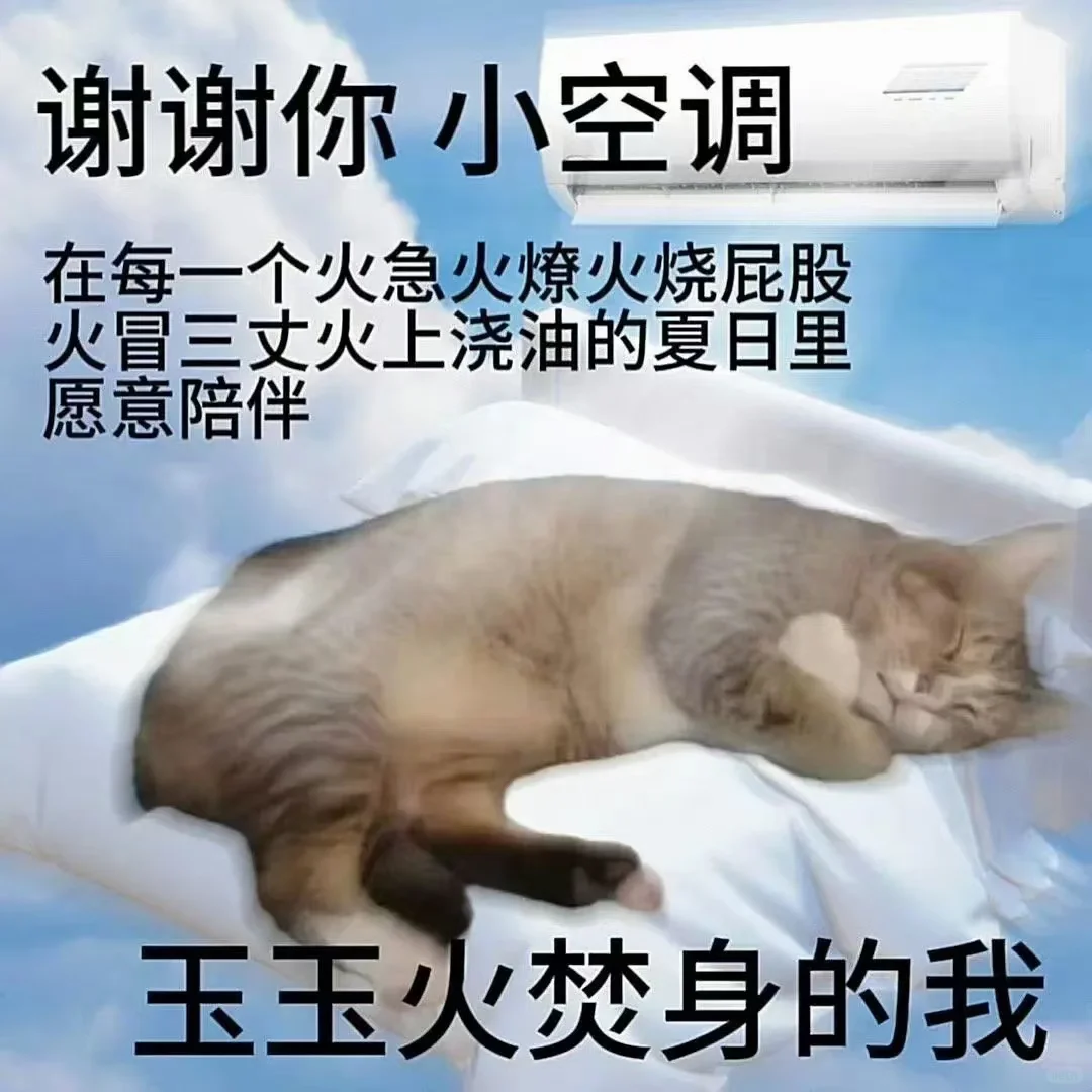 猫咪表情包