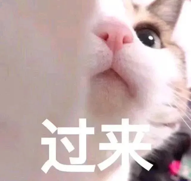 猫咪表情包敲可爱