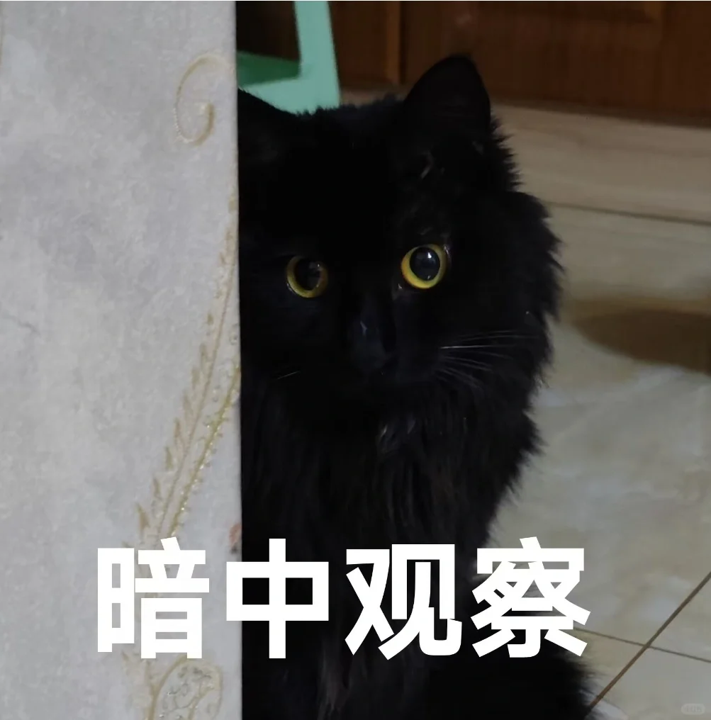 专属于我猫猫的表情包～