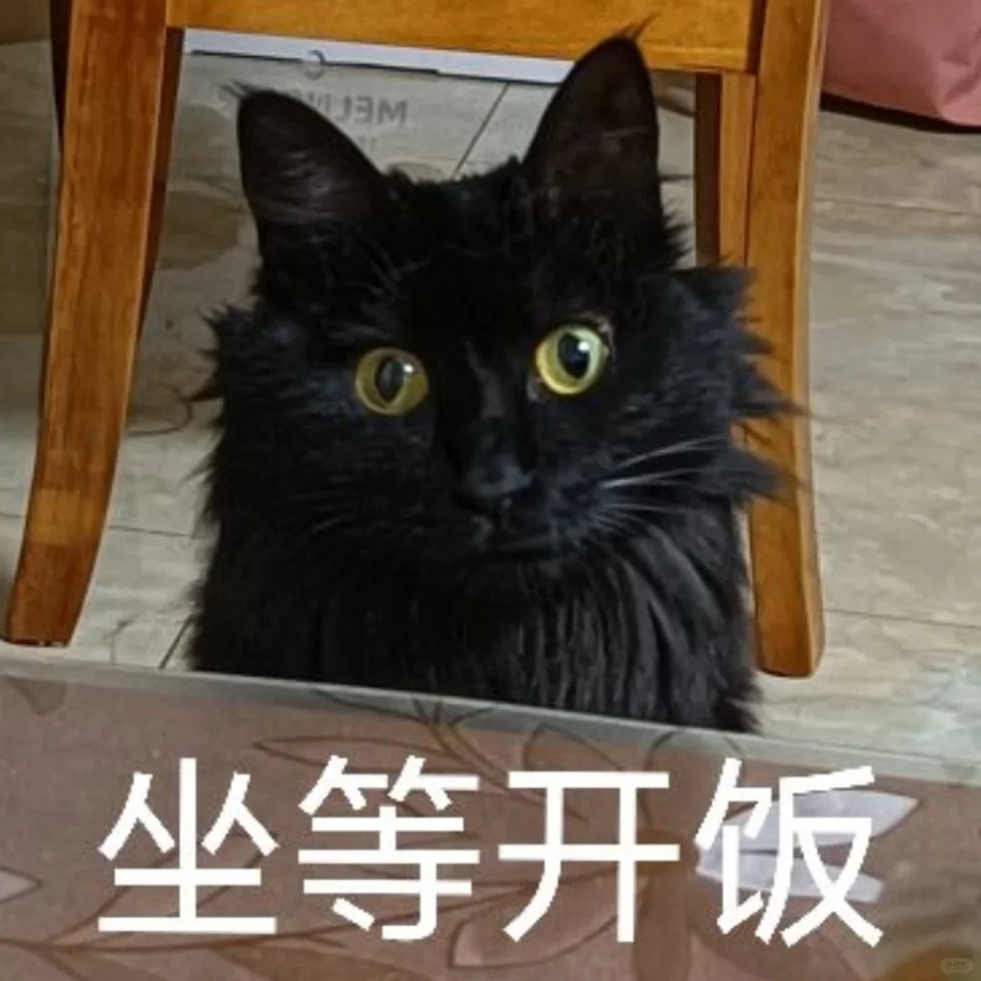 专属于我猫猫的表情包～