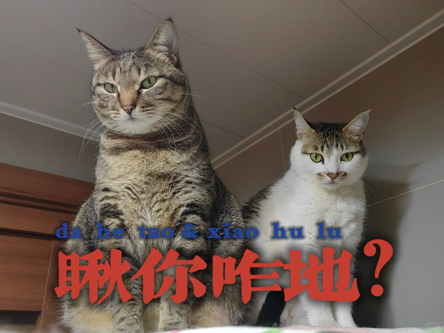 猫猫表情包第一弹～