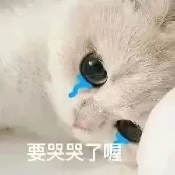 猫语：你不要在睡了表情包