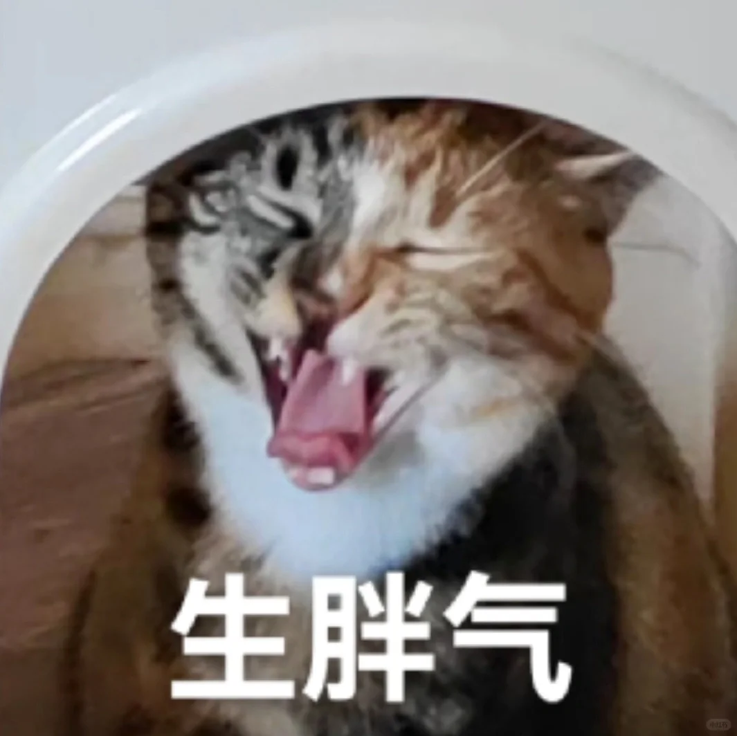 专属于我猫猫的表情包～