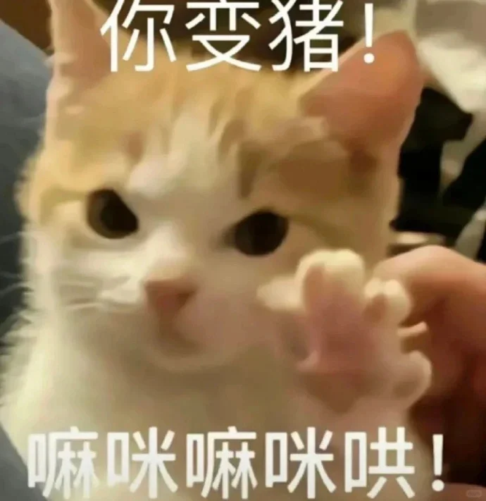 分享｜猫猫狗狗搞笑表情包