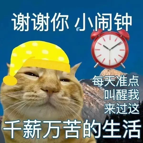 猫咪表情包