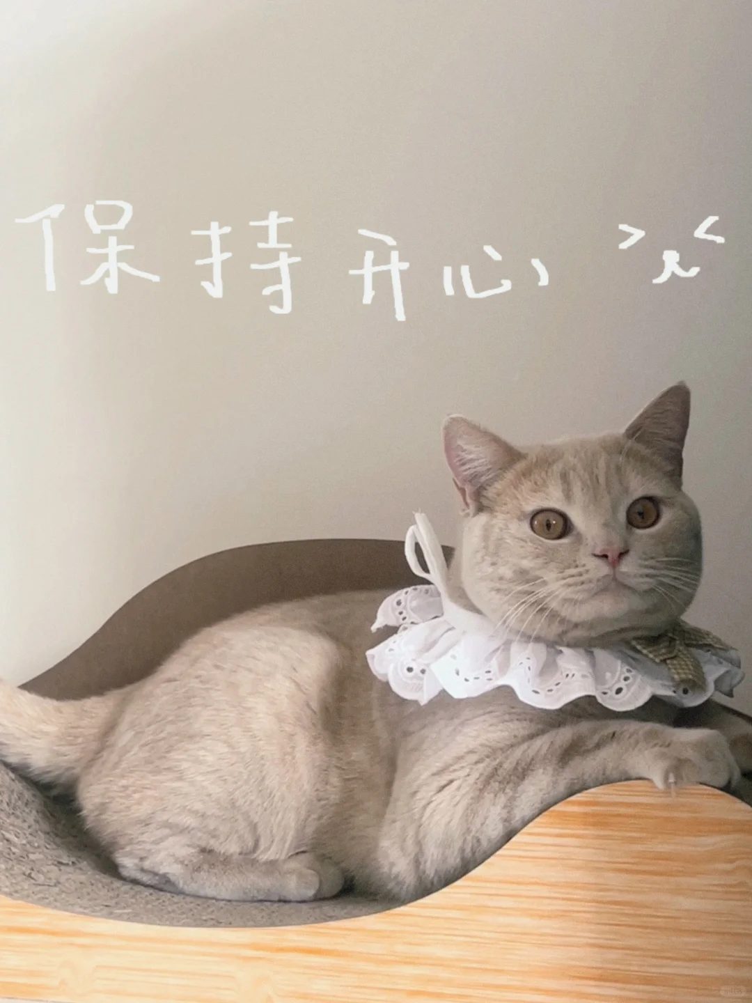 上学猫猫日常?猫猫表情包制作?️