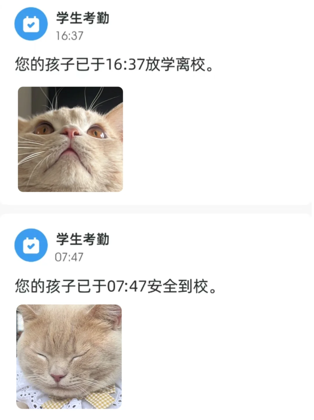 上学猫猫日常?猫猫表情包制作?️