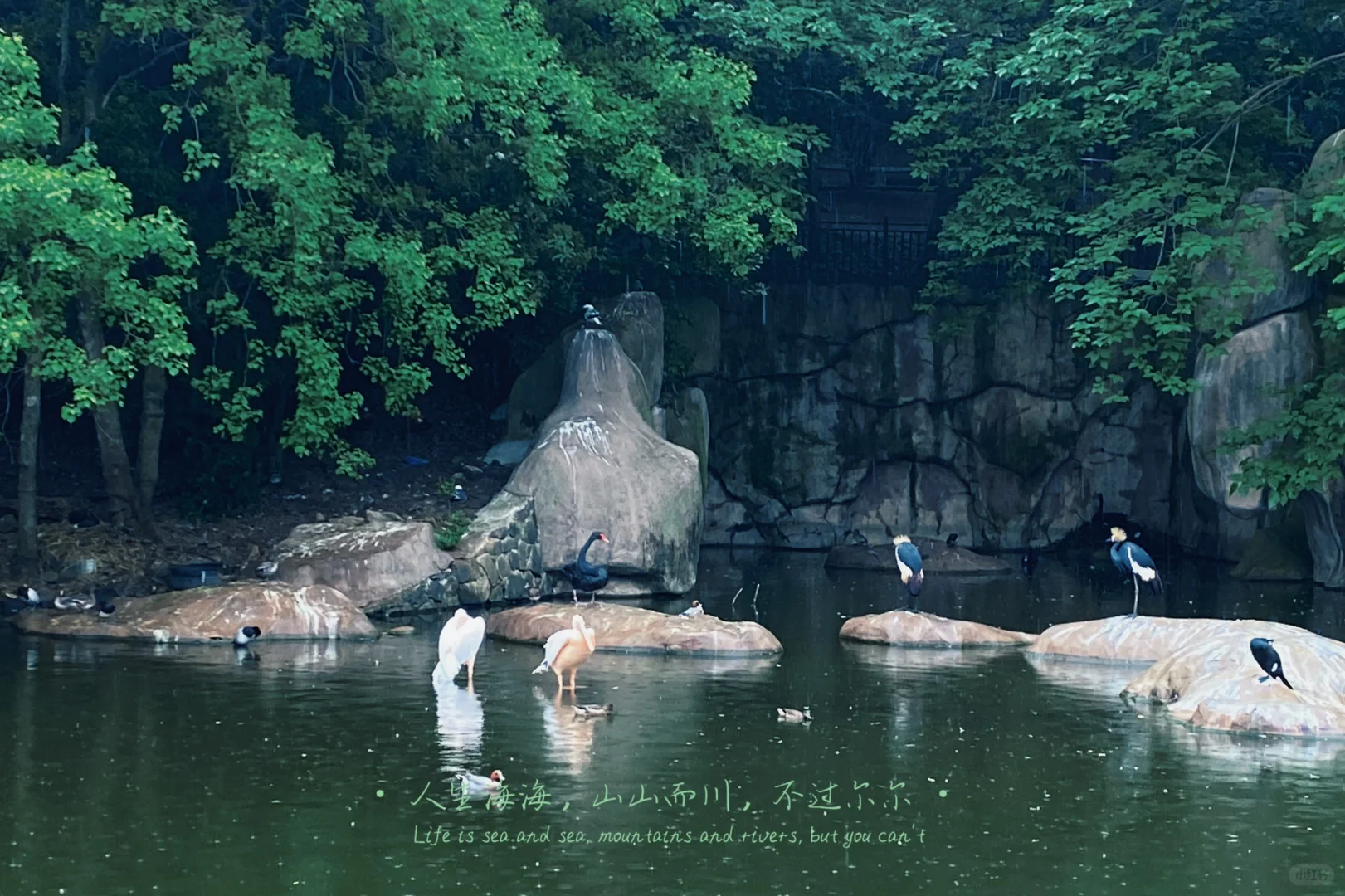 黑天鹅白天鹅孔雀狮子小熊猫…像一张壁纸