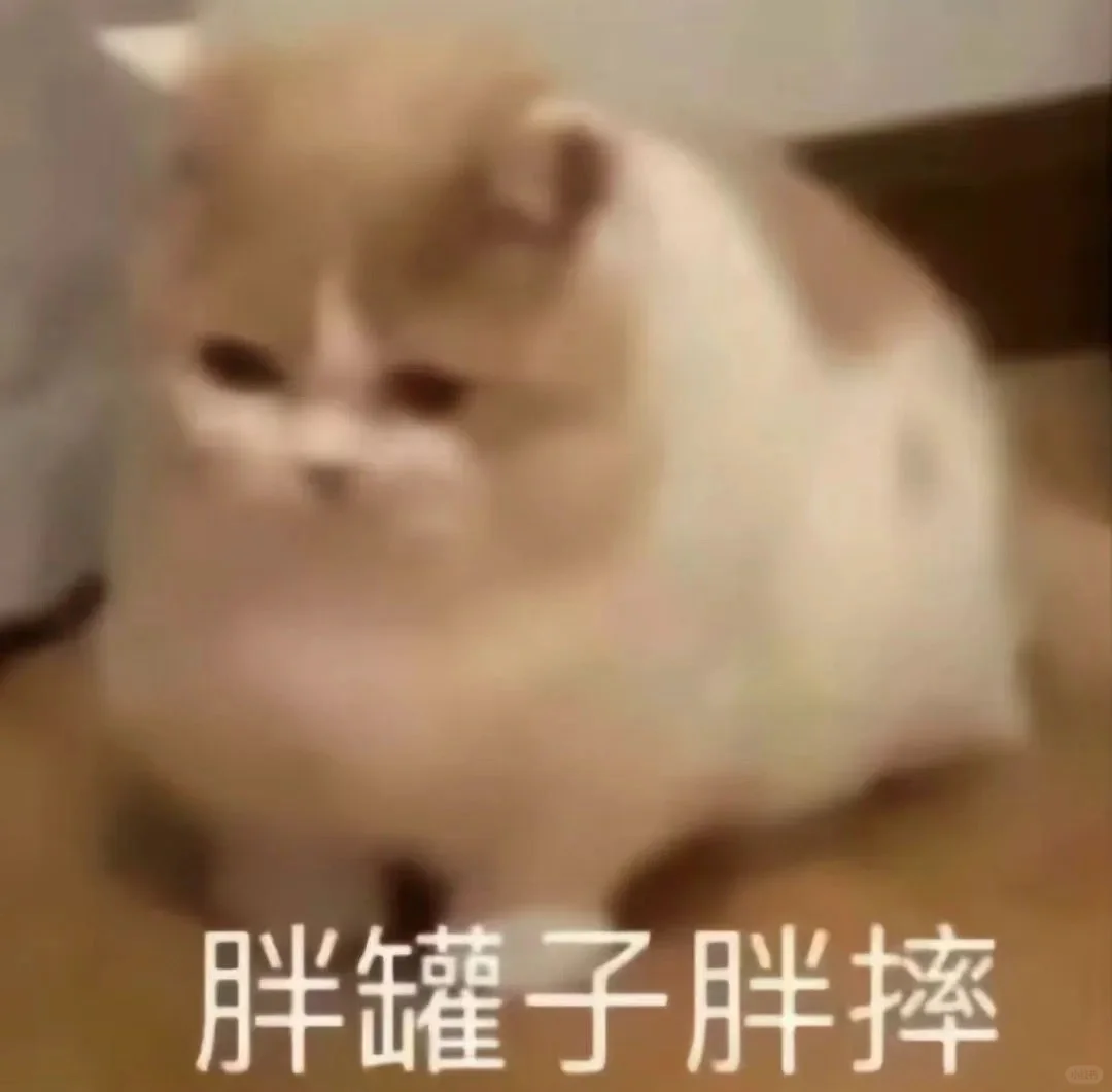 猫语：你不要在睡了表情包