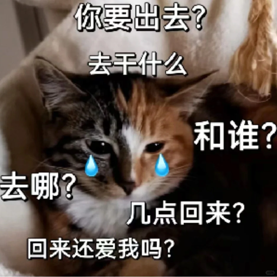 专属于我猫猫的表情包～