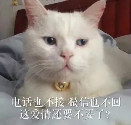 可爱猫咪表情包