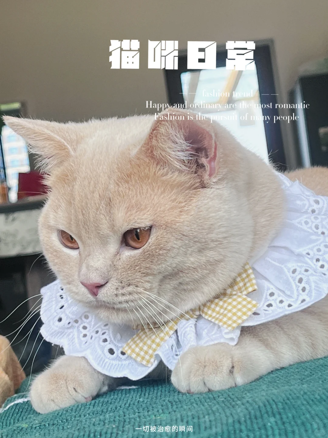 上学猫猫日常?猫猫表情包制作?️