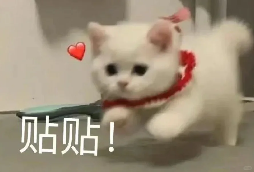 猫语：你不要在睡了表情包