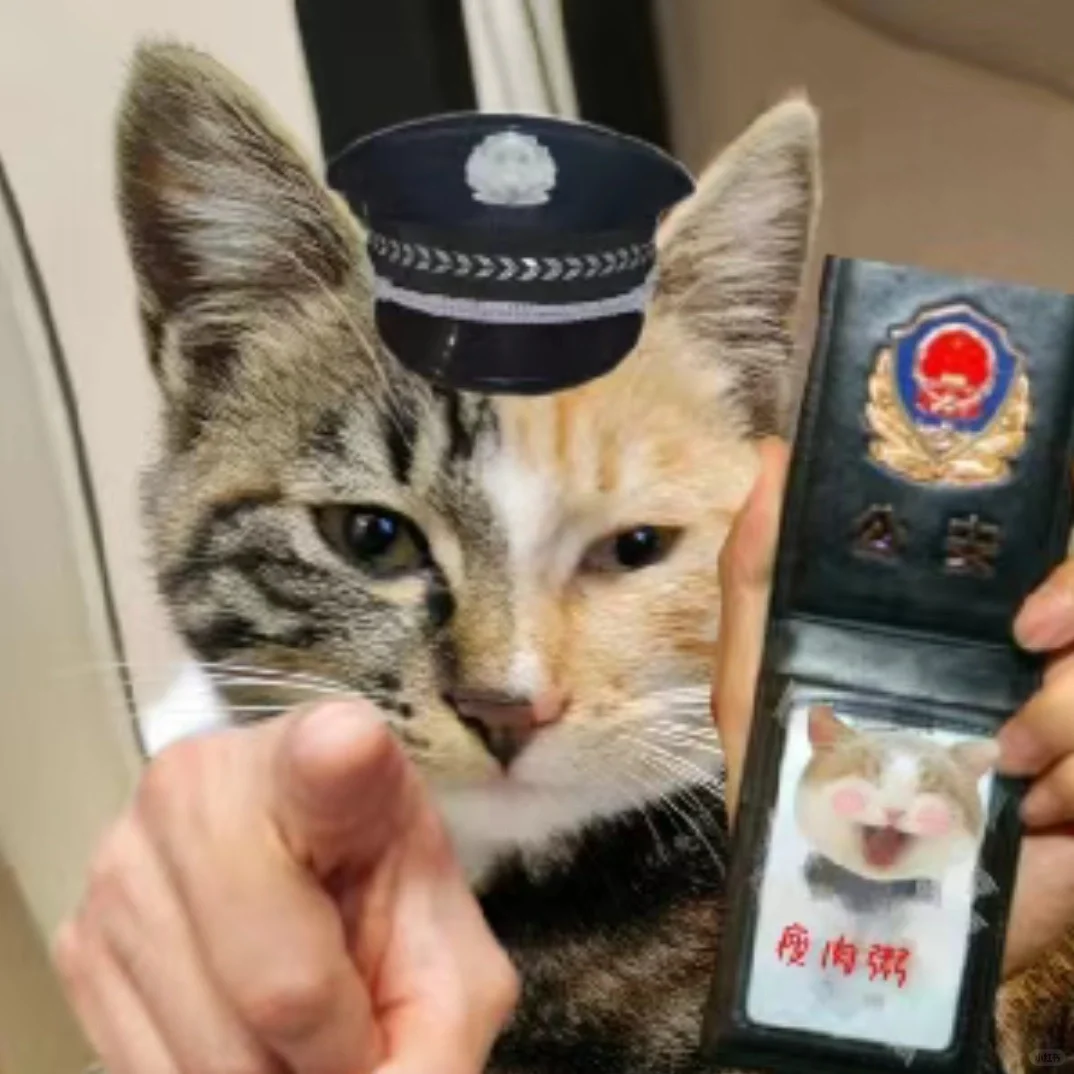 专属于我猫猫的表情包～