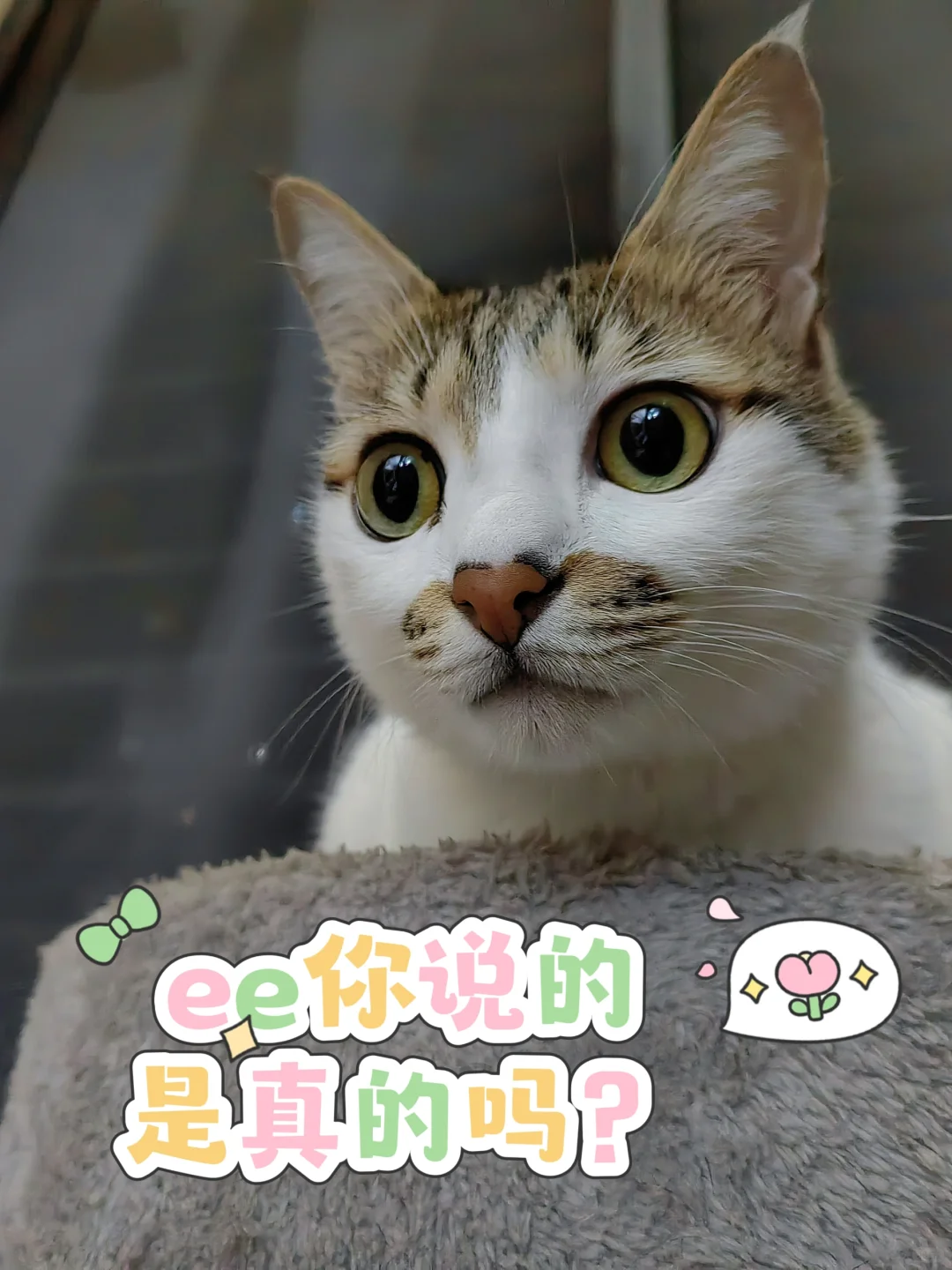 猫猫表情包第一弹～