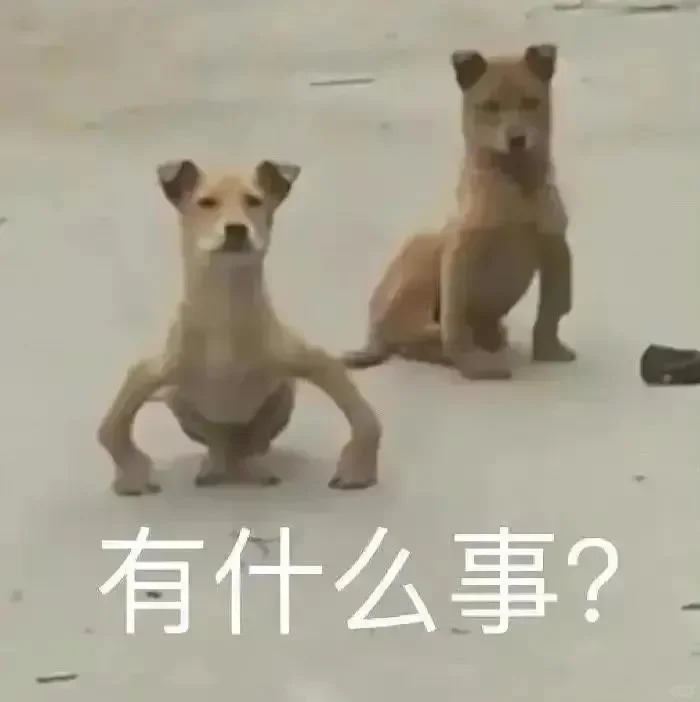 猫猫狗狗表情包