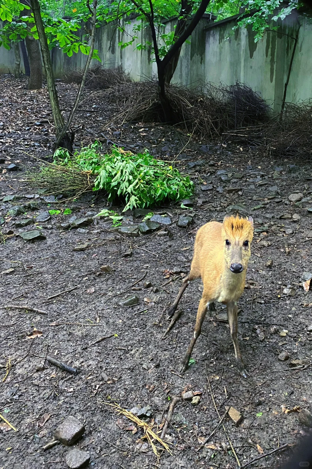 黑天鹅白天鹅孔雀狮子小熊猫…像一张壁纸