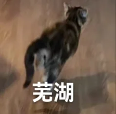 专属于我猫猫的表情包～