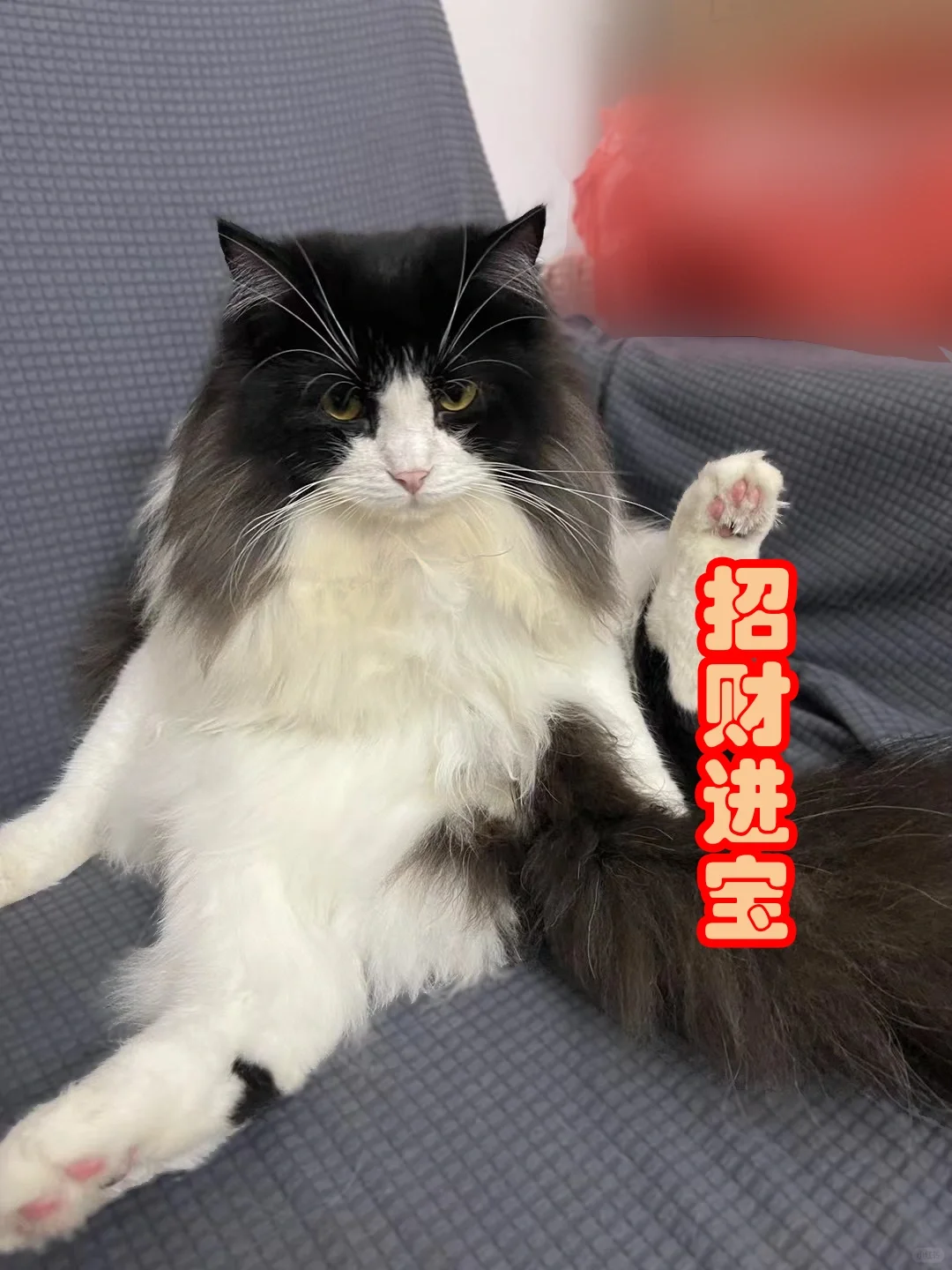 笑死了这只小猫? 表情包分享