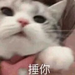 可爱猫咪表情包