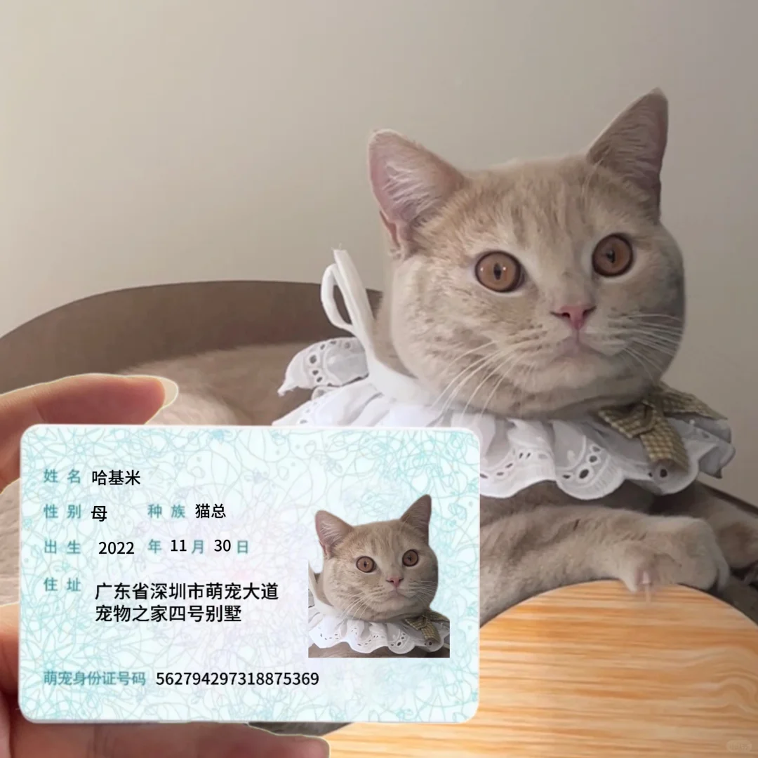 上学猫猫日常?猫猫表情包制作?️