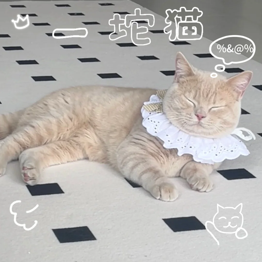 上学猫猫日常?猫猫表情包制作?️